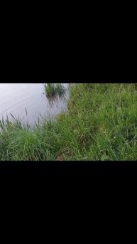 частный пруд. нерест карпа. #карп #нерест #youtube #рек #лич?