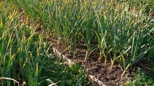 Чеснок. Последняя подкормка. Формирование головки на ?