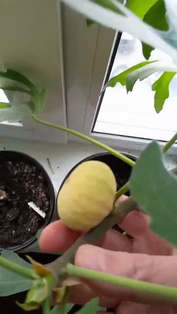 Балконный инжир сорт Медовый. 20 Марта. 2024г. | Small Gardens смотреть онлайн