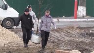 высадка деревьев