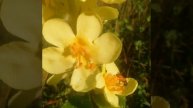 Полевые цветы полуострова Крым Flowers Freshness of morning dew and bea