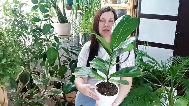 Комнатные растения из " Пятерочки". Мой обзор. А вы поку смотреть онлайн