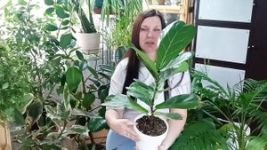 Комнатные растения из " Пятерочки". Мой обзор. А вы поку