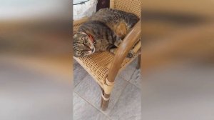 Прикольные коты. Ленивое утро.Cool cats. Lazy morning.