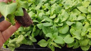 получила новинку петунии Amazonas Plum Cockatoo