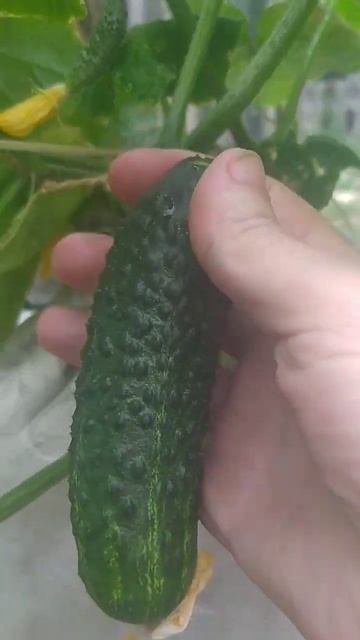 Огурцы растут сами. Эксперимент окончен, срок 25 дней. Я смотреть онлайн