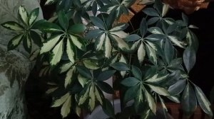 Шефлера уход, размножение в домашних условиях