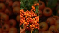 Обрезка ягодный кустов. Сроки. Нормы. Подробно.
