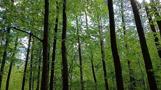 Кукушка кукует. "Бицевский лес" природно-исторический лесопарк