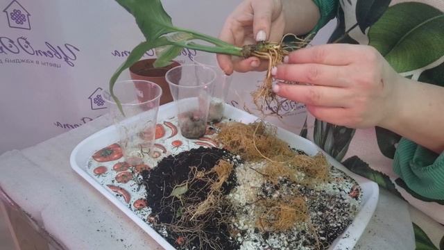 Пересадка Спатифиллумов 3 разных сорта. Немного об ухо