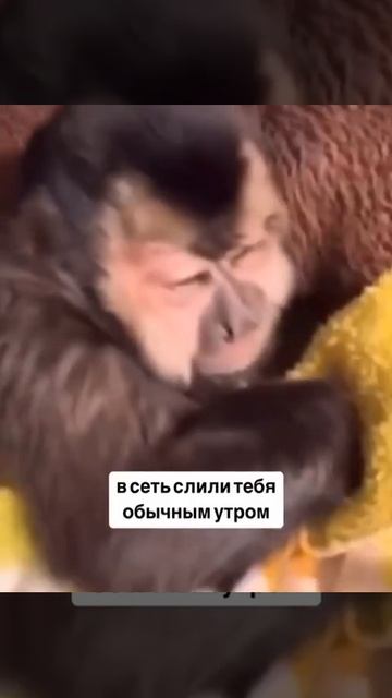 Юмор