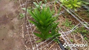 Альстромерия для начинающих.