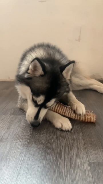 Скрестили шпица и хаски?? КААК?? 😱 #shorts #собаки #хаски смотреть онлайн