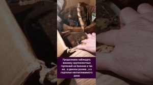 Зимовка крупнолистных гортензий на балконе, амв этом ?