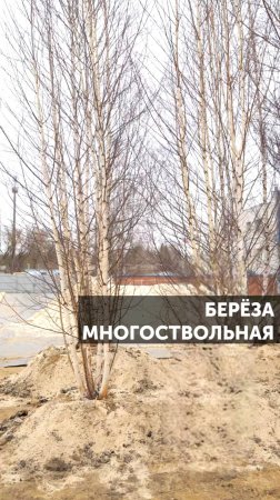 Береза многоствольная #ландшафт #ландшафтныйдизайн #сад #благоустройство #растения #загороднаяжизнь