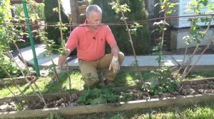 72. МАЛИНА по методу Соболева. Часть 9 - вырезаем молодые