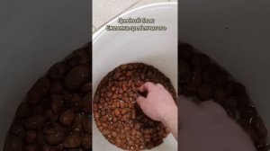 ЭТО НАДО ЗНАТЬ!!! Как вырастить Ежевик гребенчатый В ДО