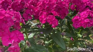 Невысокий флокс Бамбини Дезаер Bambini Desire