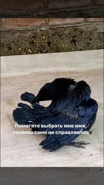 Помогите придумать имя😊 смотреть онлайн