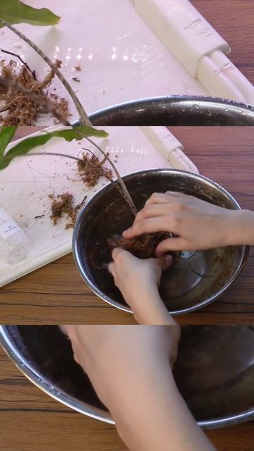 Алоказия Сабрина 🌱 Перевод на минеральный грунт и фи?