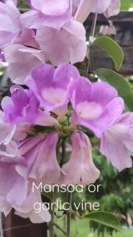 Мансоа или чесночная лиана. Mansoa or garlic vine.