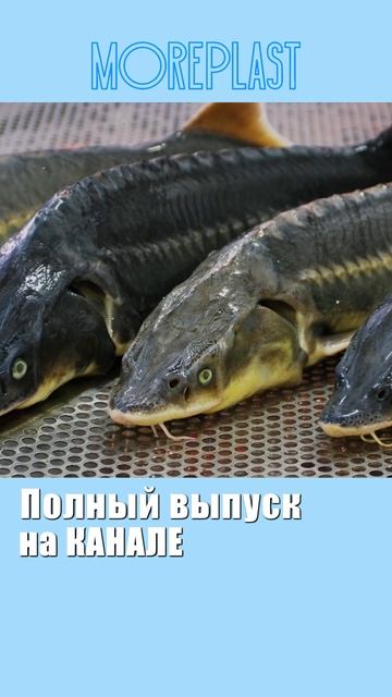 Правильный выбор рыбы для выращивания в УЗВ