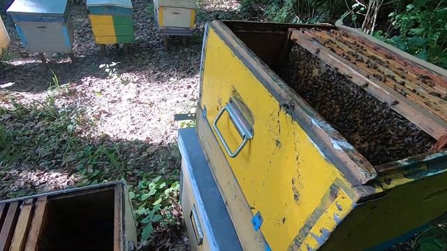  Двух рамочный отводок пчел В563 SDD как развился без вмешательства пчеловода! ПЧЕЛОВОДСТВО1