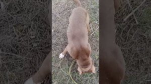 Антоний #шереметьевский #приют