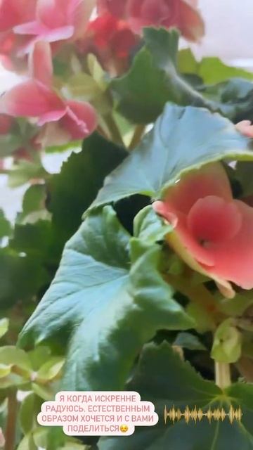 💗 #цветы #бегония #природа #цветы  #красотамира #силапр