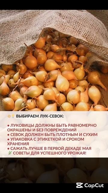 ➔ ЧИТАТЬ ПОДРОБНЕЕ... Как выбрать лук-севок и когда его