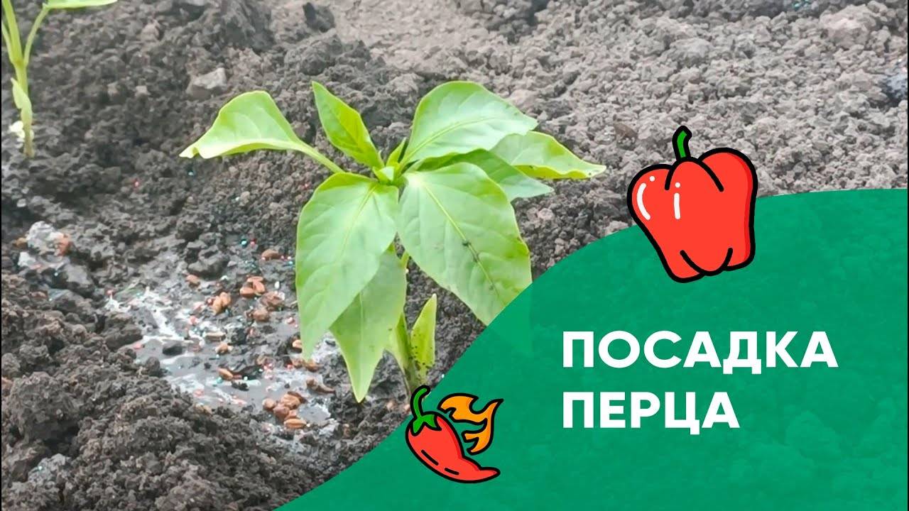 Посадка перца в открытый грунт, что положить в лунку. Высадка рассады перца болгарского в мае