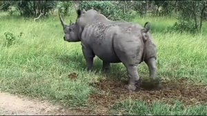 Носорог срёт под дабстеп 1 час подряд