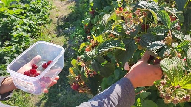 Любимый сорт ремонтантный малины. Посадка и выращиван