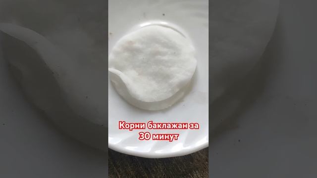 ПРОРАЩИВАНИЕ СТАРЫХ СЕМЯН