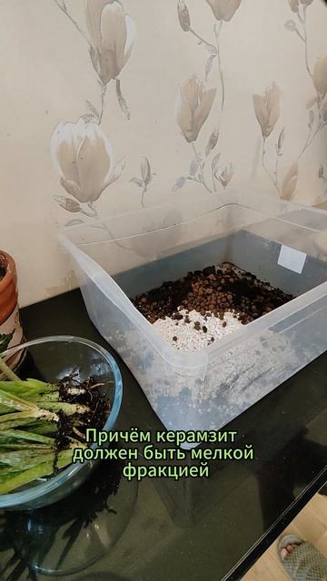 Как пересадить алоэ #алоэ #shorts