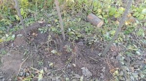 19 октября 2024. Посадка саженцев грецкого ореха.