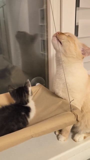 гамак для кота😸