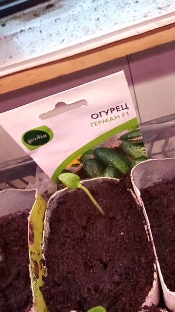 семядольки тыквы и огурцов смотреть онлайн