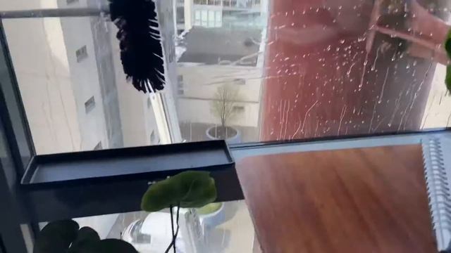 Французский Бульдог Бонни Охраняет Квартиру [Смешное Видео 😂😍]