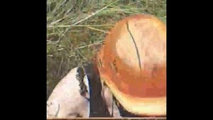 Грибы подболотники !!! Кто ищет тот найдетMushroom armrest !! Who is looking for that will find))