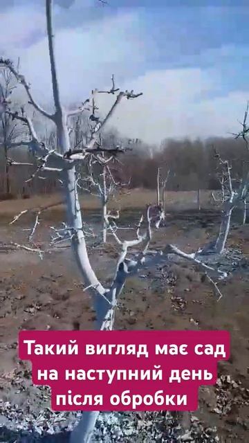 Сад після обробки #сад #garden #огород #весна #обробка #обр? смотреть онлайн