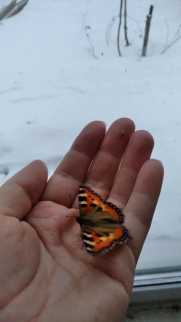 Бабочка ожила в старом деревенском доме , после того к? смотреть онлайн