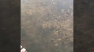 Щука — совершенный хищник, созданный природой.👊🏻