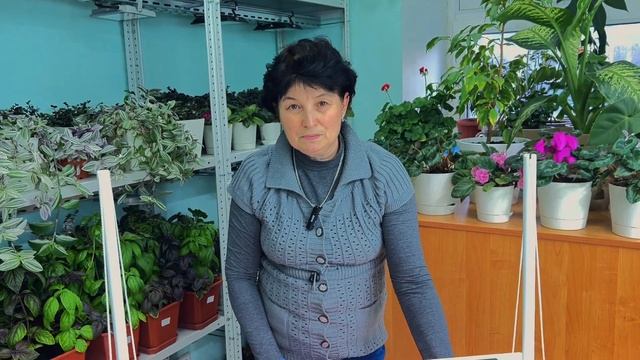 У кого не всходят петунии? У меня 100%! Раскрываю секреты