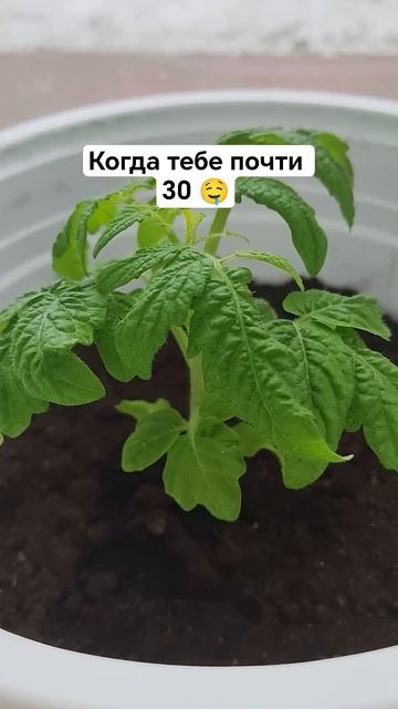 #огороднаподоконнике #огороднаокне #огурцы #помидоры #
