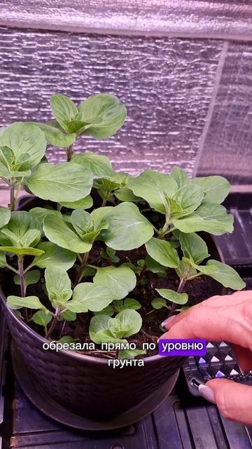 Зимний огород 2024. Начало #зимнийогород #огороднаокне смотреть онлайн