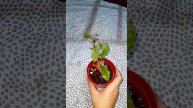 Растение загадка