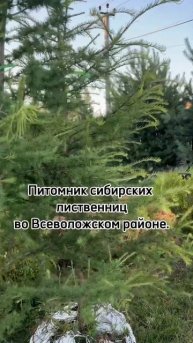 Озеленение городских территорий. Лиственница сибирск