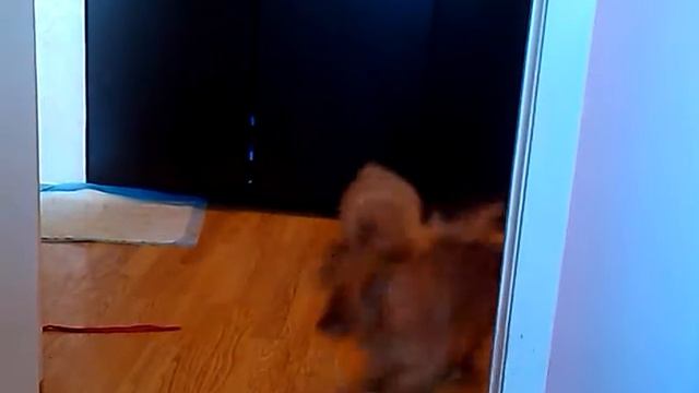 Шпиц Забавный шпиц щенок продается