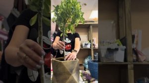 Пересадка шеффлеры. Особенности и нюансы.